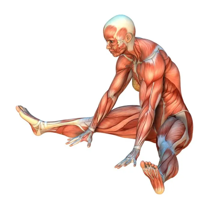 seated straddle stretch